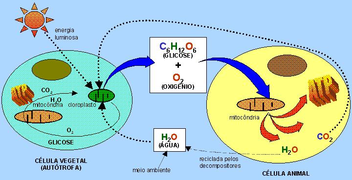 Oxidação