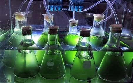 PRODUÇÃO DE ALGAS Biodegradável Consumo em massa de CO 2 Produção de cada litro de óleo de algas consome de 13 a 14