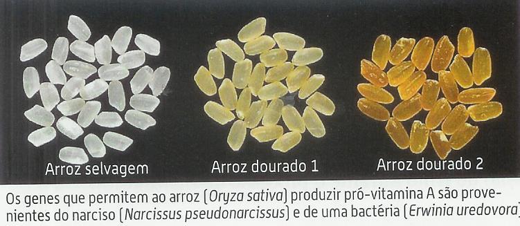 Alimentos obtidos por manipulação genética Arroz