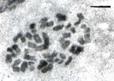 2n=56 cromossomos; C.