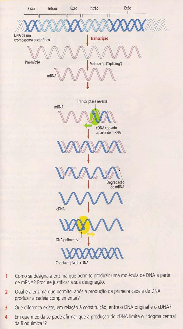 Técnica do cdna 1. Transcriptase reversa. Faz o processo inverso ao da transcrição. 2..DNA polimerase. 3. O DNA original apresenta intrões e exões, enquanto que o cdna só contém exões. 4.