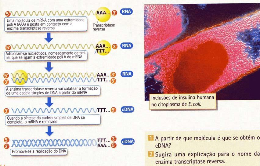 Técnica do cdna 1. Do mrna. 2.