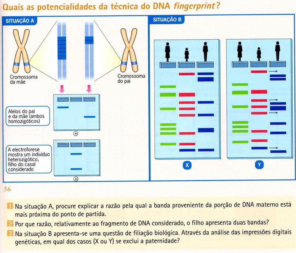 Impressões digitais genéticas (DNA fingerprint) 1.