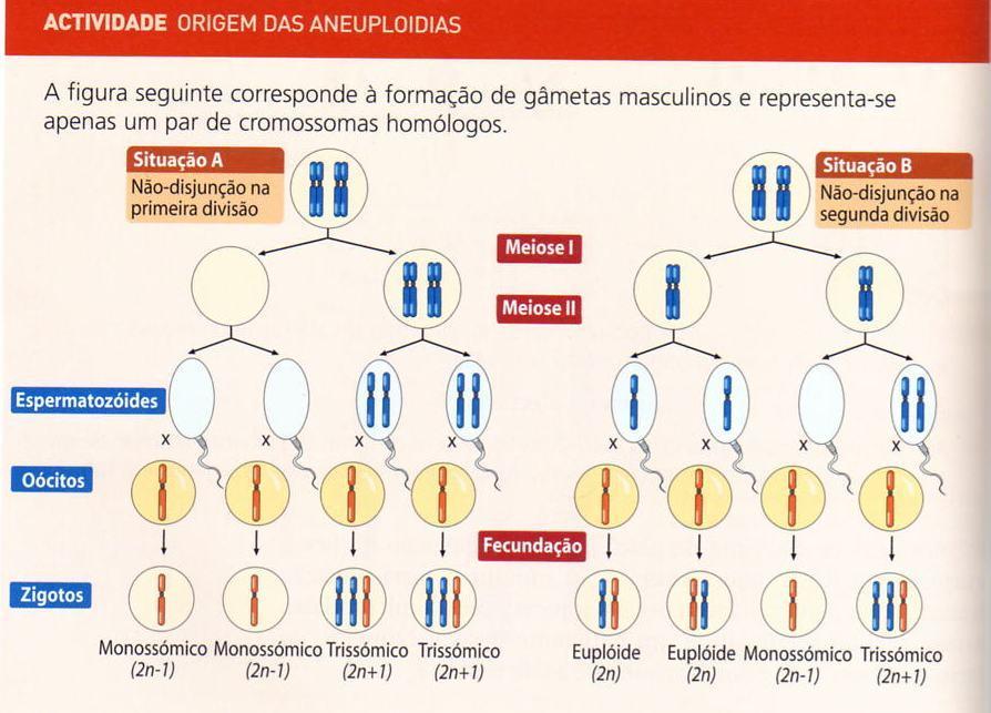 Mutações cromossómicas numéricas 1. Na 1ª divisão Meiose I (Anafase). 2. a. 50% b. 25% c. 25% 3. a. 47 b. 45 1. Na situação A, em que fase da meiose não ocorreu uma disjunção normal dos cromossomas?