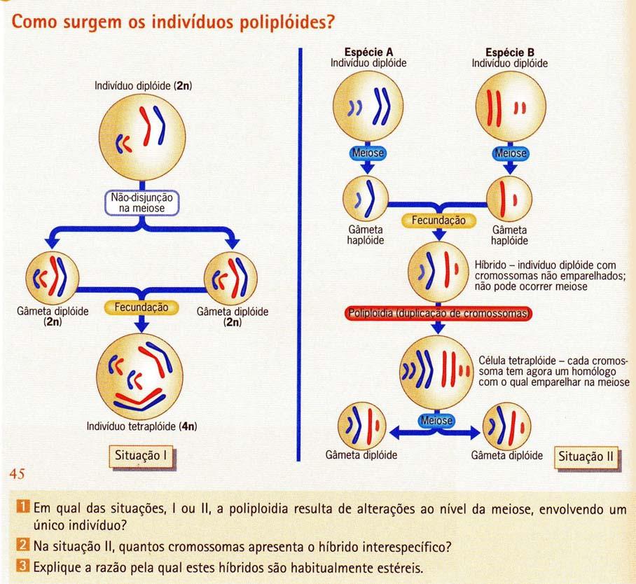 Mutações cromossómicas numéricas 1. Situação I. 2. 2n 3.
