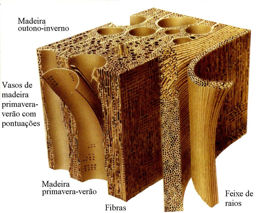 anatômicos