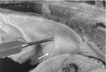 Figura 2 - Macrofotografia do arco palatoglosso (seta) de um gato macho adulto, mostrando o ponto de introdução de agulha, durante a simulação do procedimento anestésico. Foto Marcelo Ismar Santana.