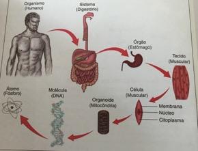 (Fig.2) A célula animal Uma célula animal apresenta membrana, núcleo e citoplasma, (com citosol e orgânulos). O termo protoplasma refere- se à matéria viva componente dos organismos e de suas células.