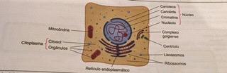 especí>icos na atividade celular. Os principais orgânulos citoplasmáticos são ribossomos, complexo goleies, lisossomos, mitocôndrias, retículo endoplasmático, centríolos e peroxissomos (Fig.