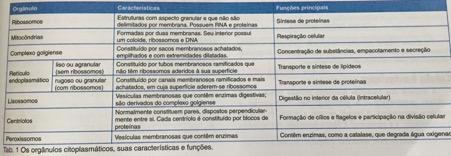 Suas características e principais funções são apresentadas na tabela a seguir: Célula vegetal Uma célula vegetal típica apresenta estruturas também presentes em células animais; contudo, também tem