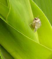 A Lagarta-do-Cartucho recebeu este nome devido ao hábito de se alojar no cartucho da planta de milho.