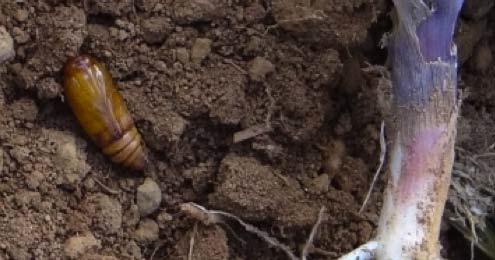 Também pode causar o sintoma de coração morto, principalmente quando ataca plantas maiores.