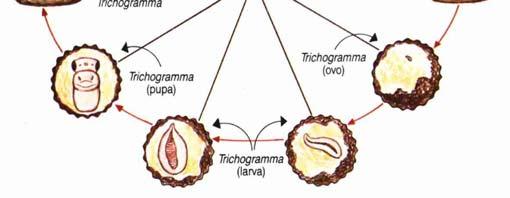O tempo de vida do adulto de Trichogramma, no campo, é de cerca de dias. Figura. Ciclo biológico de Trichogramma.