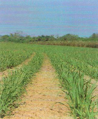 1. Cana-de-açúcar 1.2.