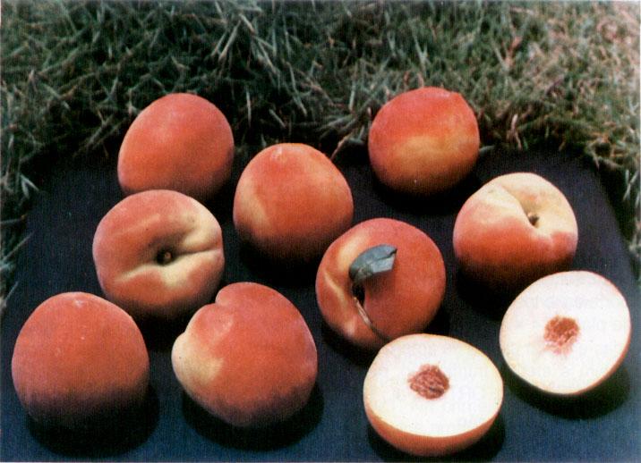dos frutos, permitiram confirmar as qualidades superiores do pêssego IAC 1880-30.
