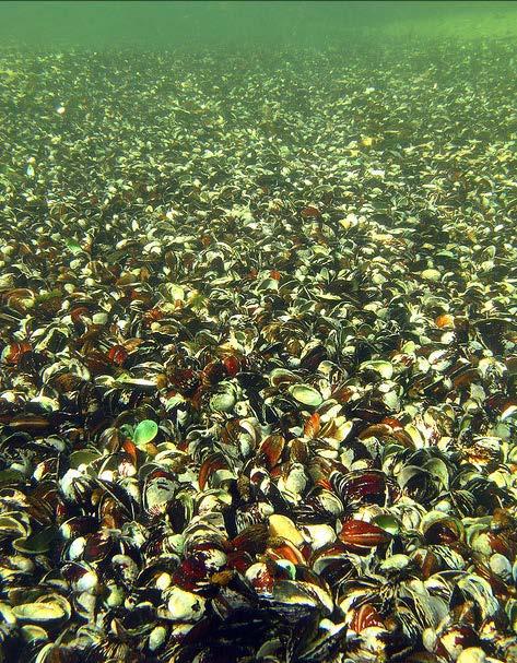 Espécies invasoras Grande aglomerado de conchas de Corbícula (Corbicula fluminea) no