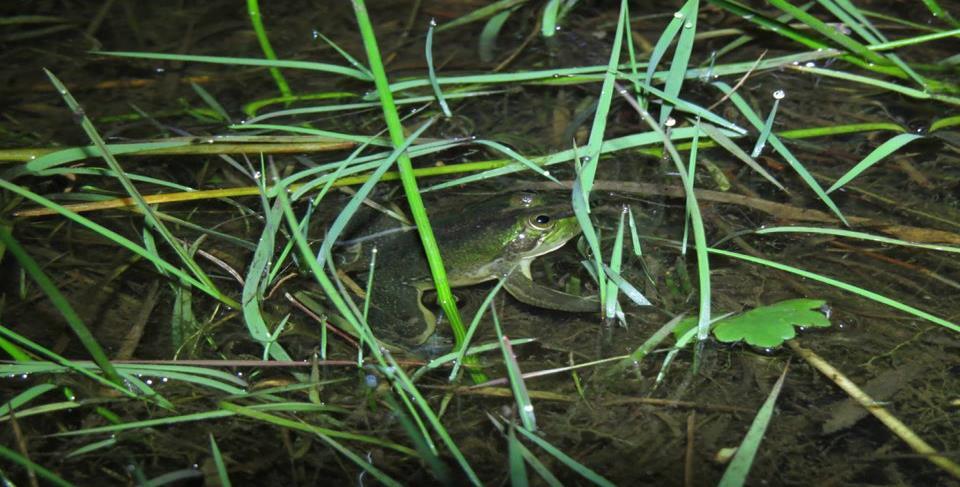 pequenos córregos (KWET et al., 2010). Pseudes cardosoi KWET, 2000 Foto: Vitor Carvalho Rocha Espécie comum, com machos variando de 33mm até 46mm e fêmeas variando de 33mm até 46mm.