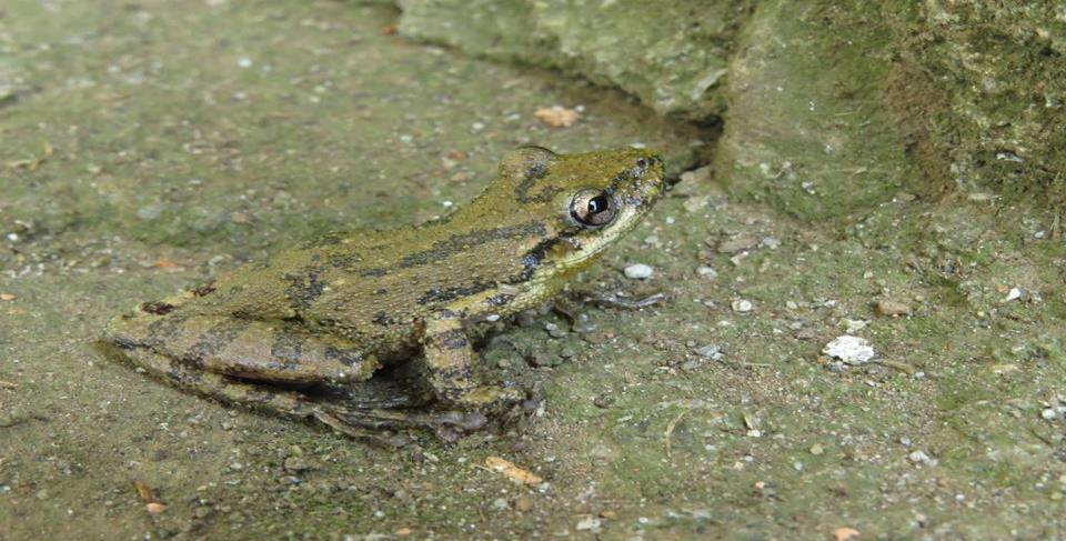 37 Scinax fuscovarius (LUTZ, 1925) Foto: Vitor Carvalho Rocha Espécie considerada comum, com machos variando de 37mm até 47mm e fêmeas de 42mm até 48mm.