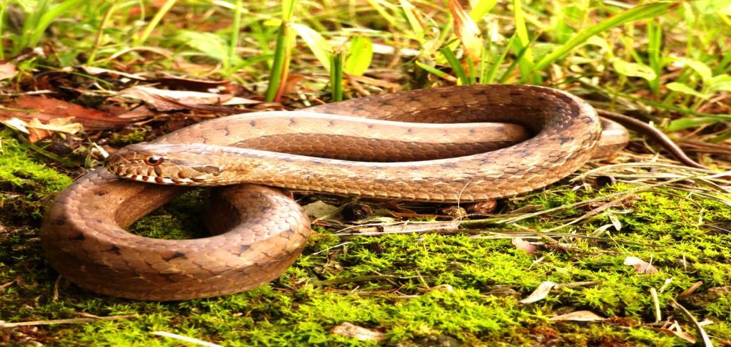 41 Thamnodynastes strigatus (GÜNTHER, 1858) Foto:Ivo Ghizoni A espécie de ocorrência tem ocorrência no norte, nordeste, sudeste e sul do Brasil.