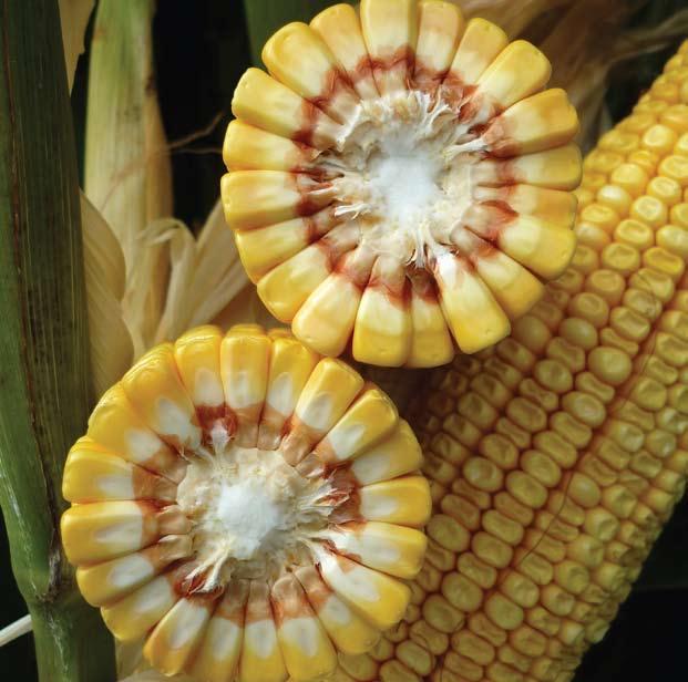 sanidade do caule e folhas Maçarocas grossas e muito regulares, dentro e