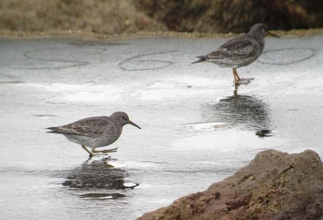 7 de 13 24-01-2014 15:51 Pilrito-escuro (Calidris maritima) Faro - 2 inds.