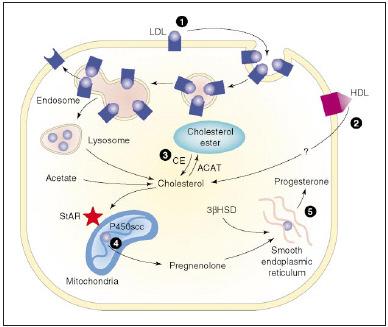 9 Figura 2. Rota para biosíntese de Progesterona na célula luteal genérica.