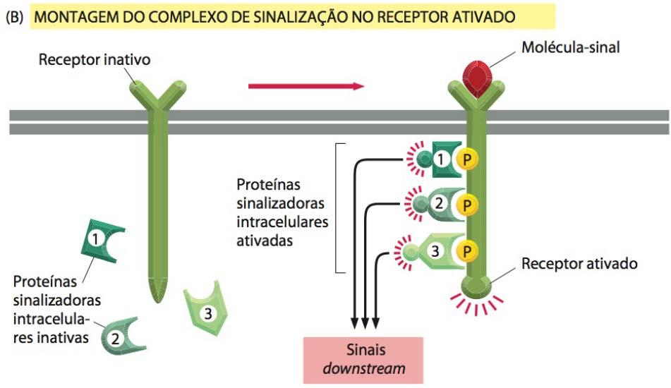 Visão geral das vias