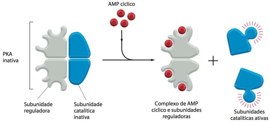 O papel do AMPc é principalmente relacionado à