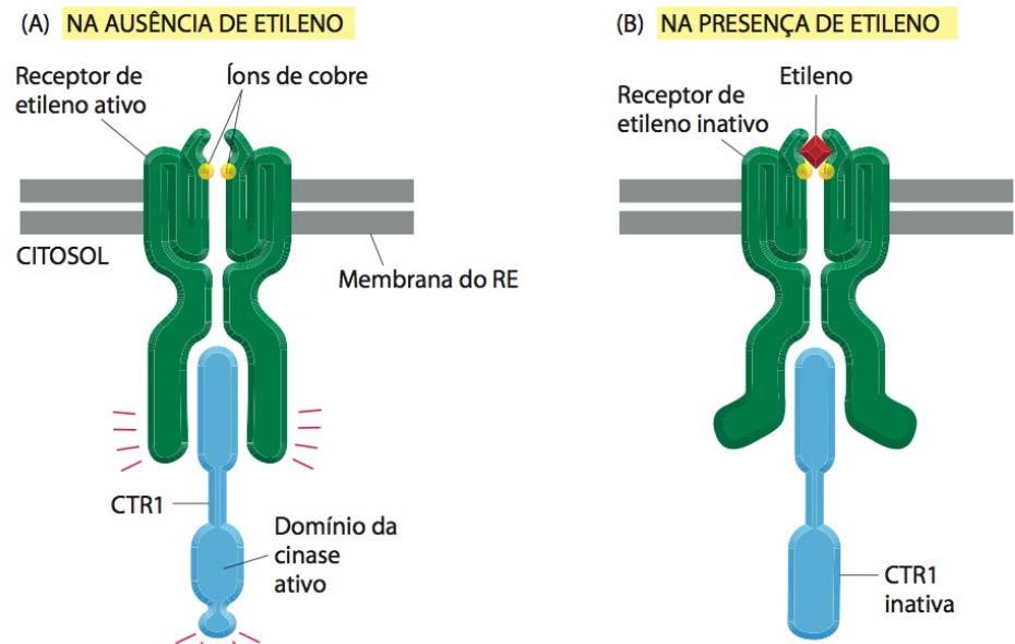 Sinalização