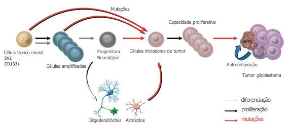 17 Figura 4. Possíveis relações para a ontogenia e produção das brain cancer propagating cells (BCPCs) e a geração do glioblastoma.