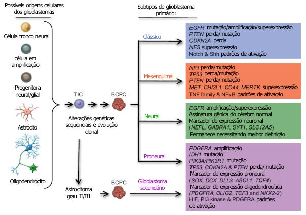 27 Figura 6. Sequência de modificações genéticas na patogênese dos diferentes tipos de glioblastoma.