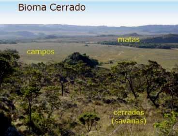 Cerrado Do ponto de vista da diversidade biológica, o Cerrado brasileiro é reconhecido como a savana