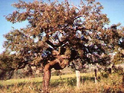 Cerrado