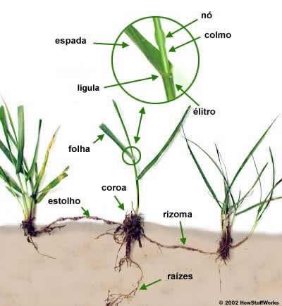 Pampas adaptação das plantas -O solo em geral é fértil, sendo bastante utilizado para a agropecuária. - Os pampas têm a vegetação herbácea, de 10 a 50 cm de altura, como vegetação predominante.