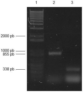 43 Figura 1 Amplificação de LIC11889 e LIC10666 através de PCR.