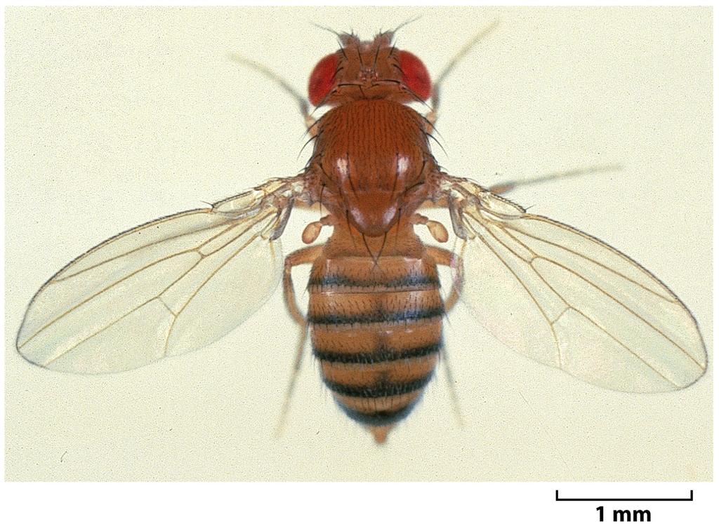 D. melanogaster - Nove dias para evoluir do ovo ao adulto - Genoma pequeno 170 milhões de pb em comparação com os 3.