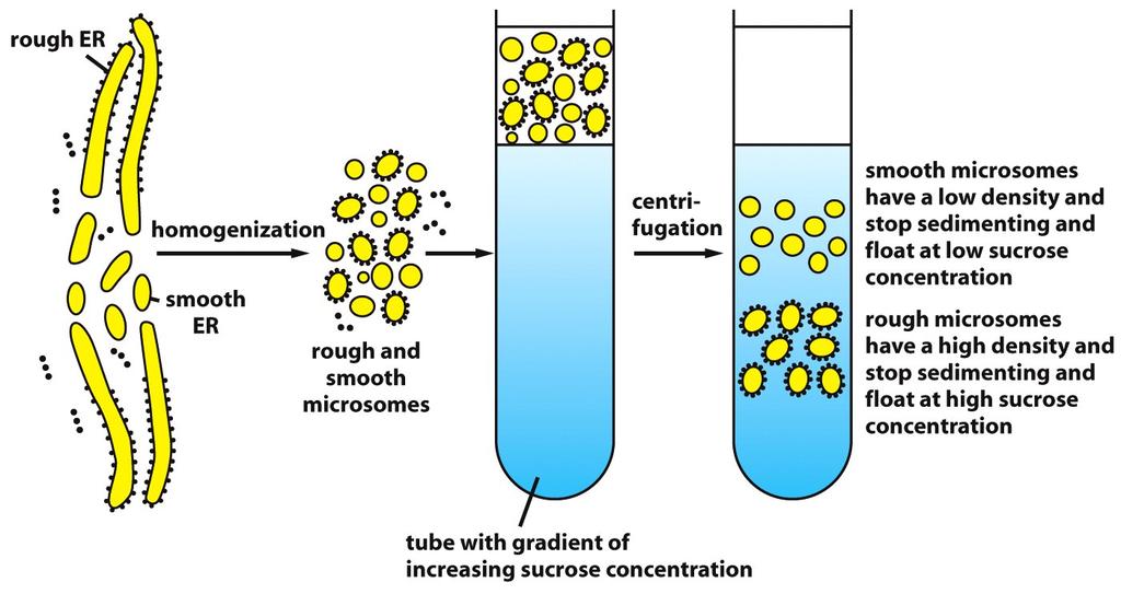 Isolamento de microssomos rugosos Quando células são