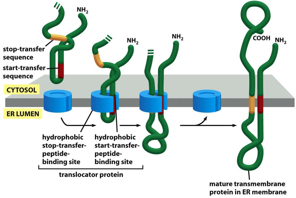 Algumas proteínas apresentam multiplas passagens pela