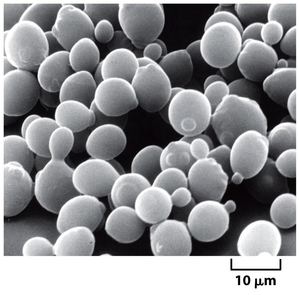 S. cerevisiae Figure 1-32 Essential