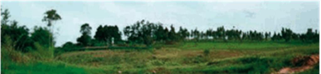 QUESTÃO 12 (UFPR) CITE e EXPLIQUE quais são os fatores que participam do processo de formação dos solos.