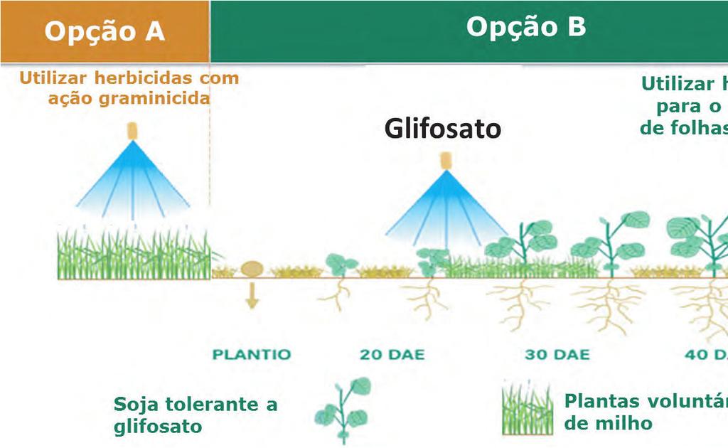 MORTE DOS PONTOS DE CRESCIMENTO Quais