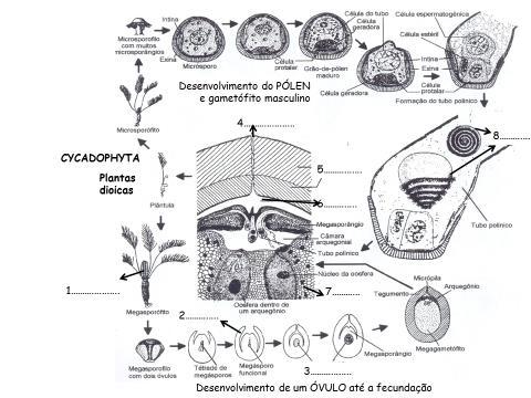 11. NÚMERO DE ÓVULOS POR MEGASPOROFILO: (0) Dois a oito; (1) Dois. 12. ORIENTAÇÃO DA MICRÓPILA: (0) Distal; (1) Proximal. 13.