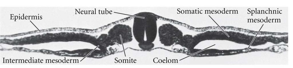 Mesoderma pode ser subdividido de acordo com a sua posição no embrião (corte