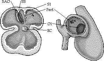 cardíaco Aparecimento dos foramen primum e