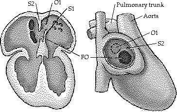 nr=1&v=oarr67afze0&feature=endscreen FORAMEN OVAL O fluxo ATRIAL passa da