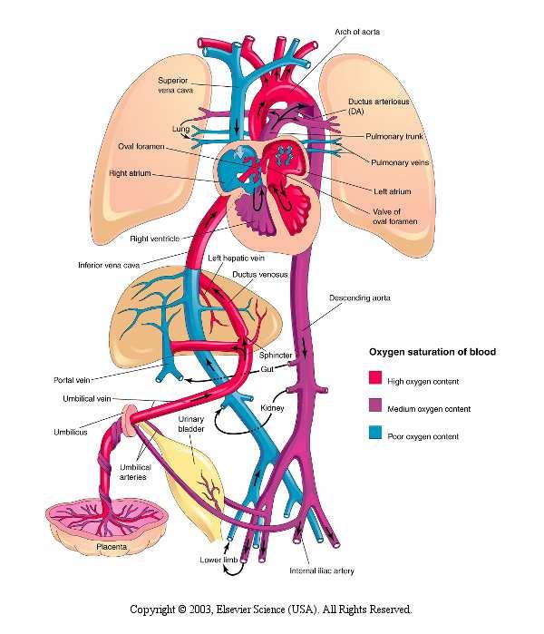DUTO VENOSO no fígado se contrai > LIGAMENTO VENOSO 1. FORAMEN OVAL se fecha (permanentemente 1 ano) 2.