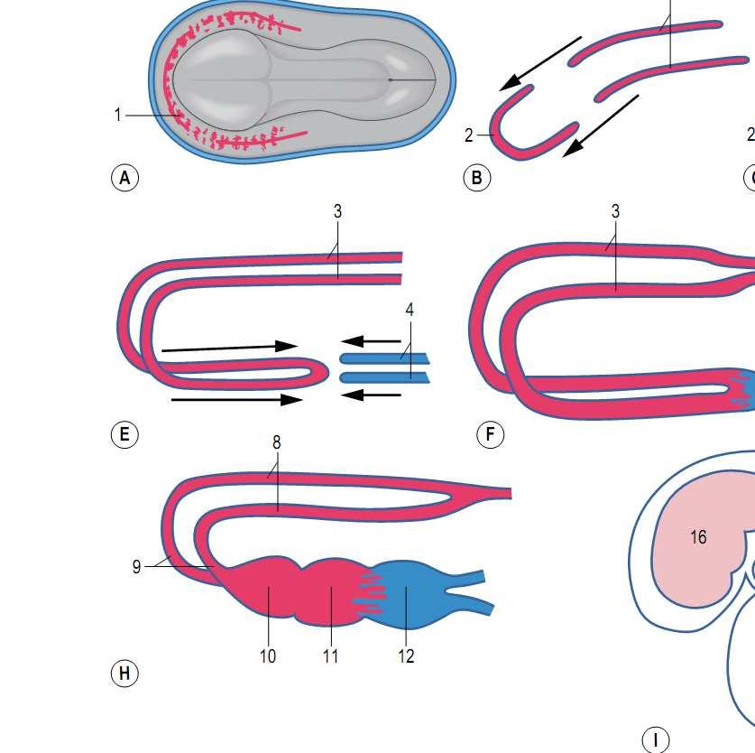 Os hemangioblastos começam a se diferenciar do mesoderma lateral