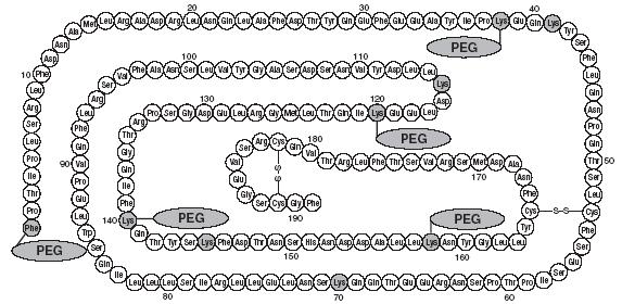 Sequência de aminoácidos da proteína pegvisomanto Figura 4 os resíduos marcados indicam sítios de ligação PEG (Phe1, Lys38, Lys41, Lys70, Lys115, Lys120, Lys140, Lys145, Lys158) O pegvisomanto