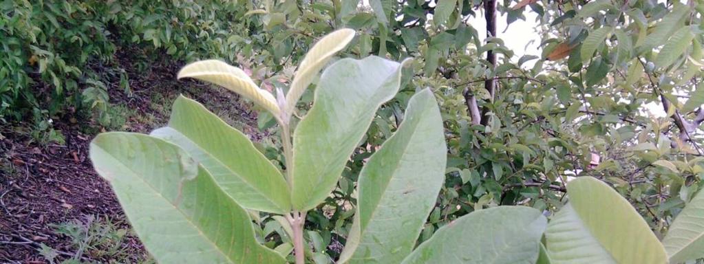 foliar nas frutíferas