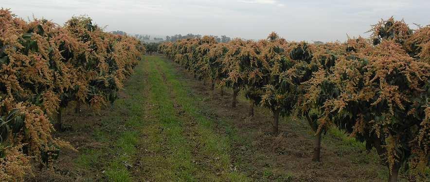 A planta perene como um todo (raízes, ramos, tronco e folhas) constitui um imenso reservatório de nutrientes.